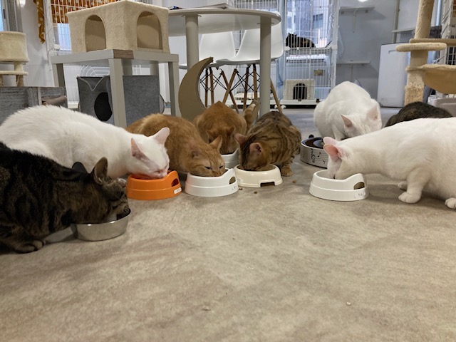 学割猫おやつプレゼント の画像